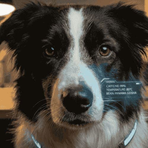 超級邊牧犬 - Super Border Dog